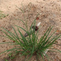 Eleusine indica (L.) Gaertn.